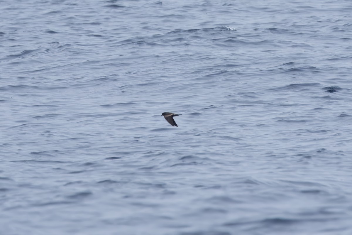 Leach's Storm-Petrel (Chapman's) - ML621713690