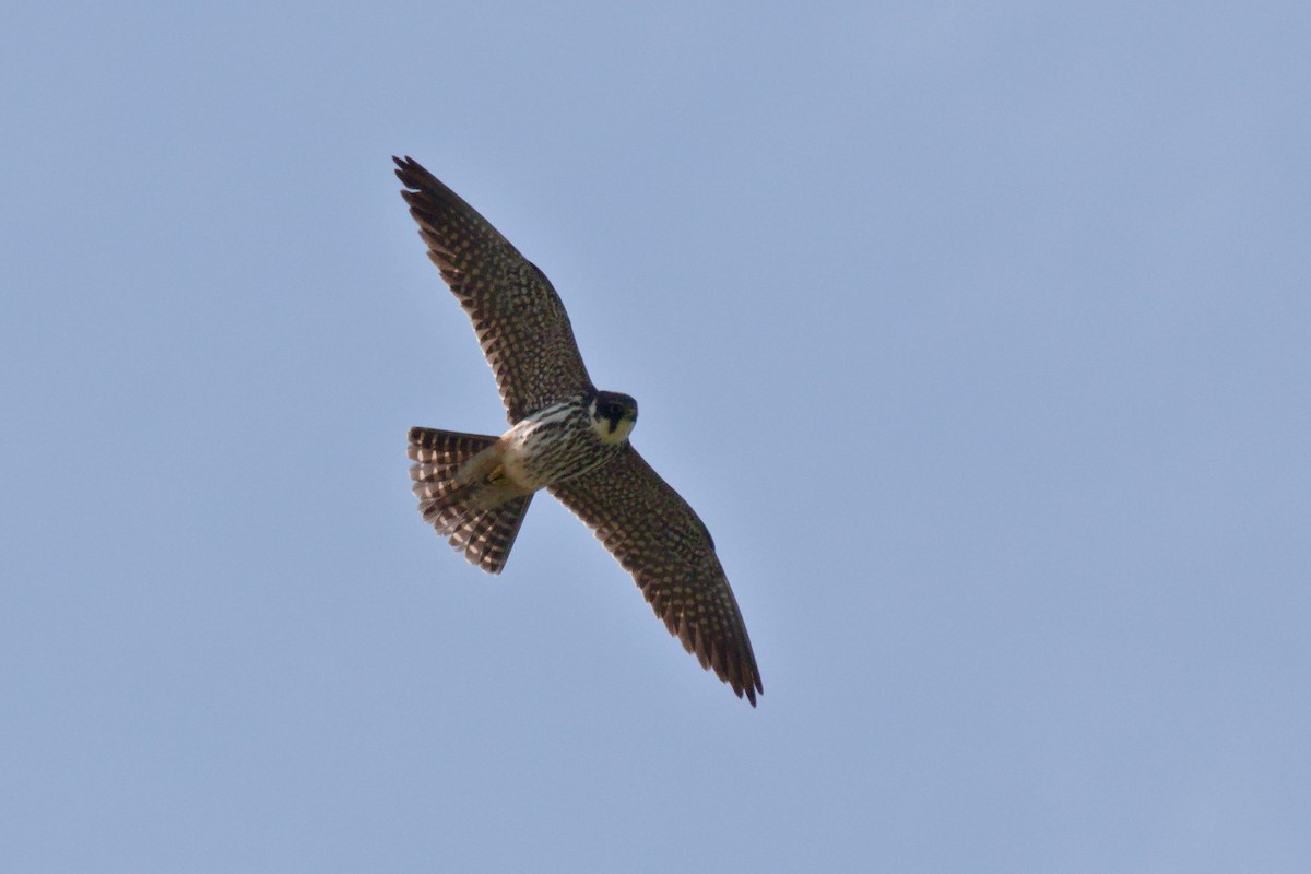 Eurasian Hobby - ML621713747