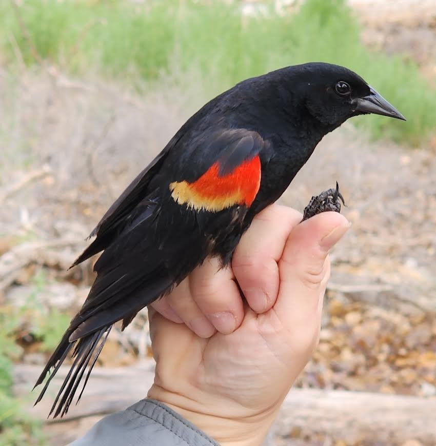 Red-winged Blackbird - ML621713816