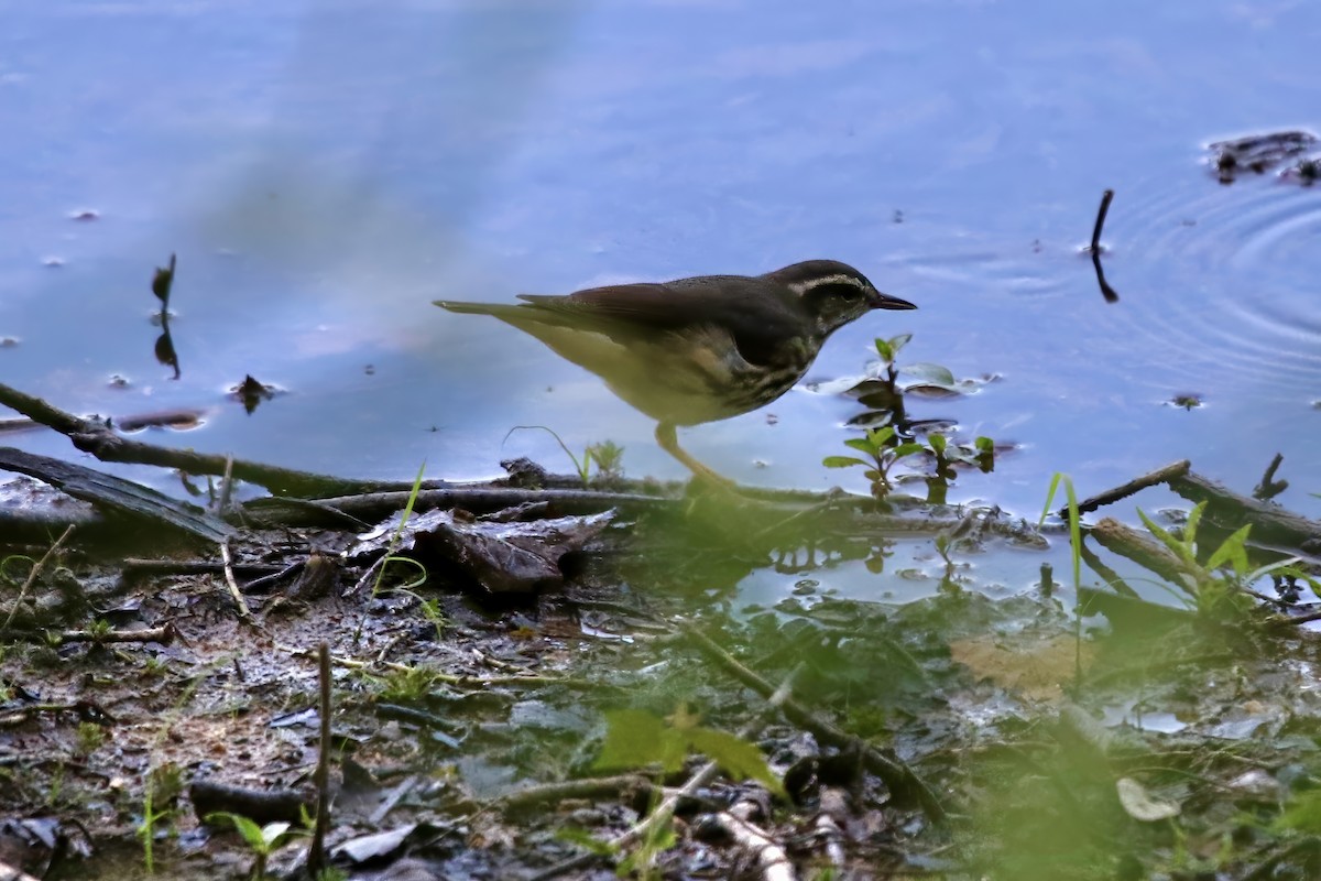 Louisiana Waterthrush - ML621713832