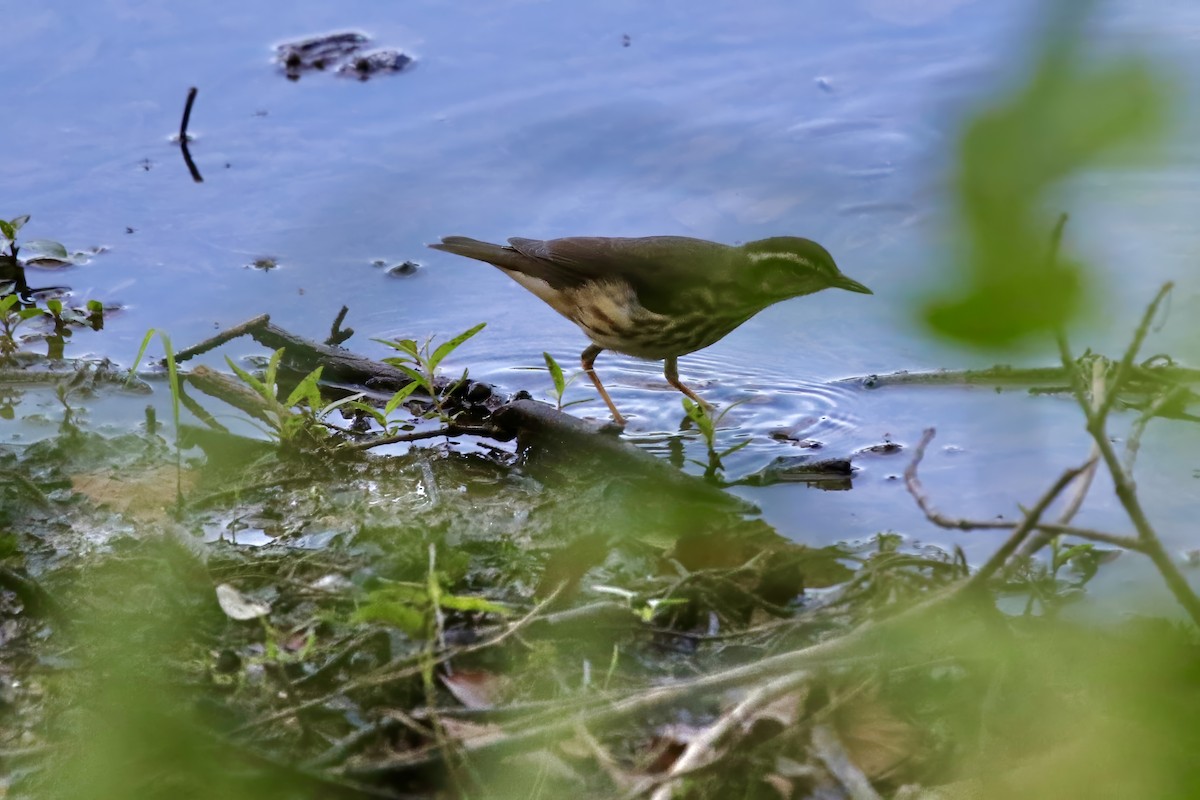 Louisiana Waterthrush - ML621713842