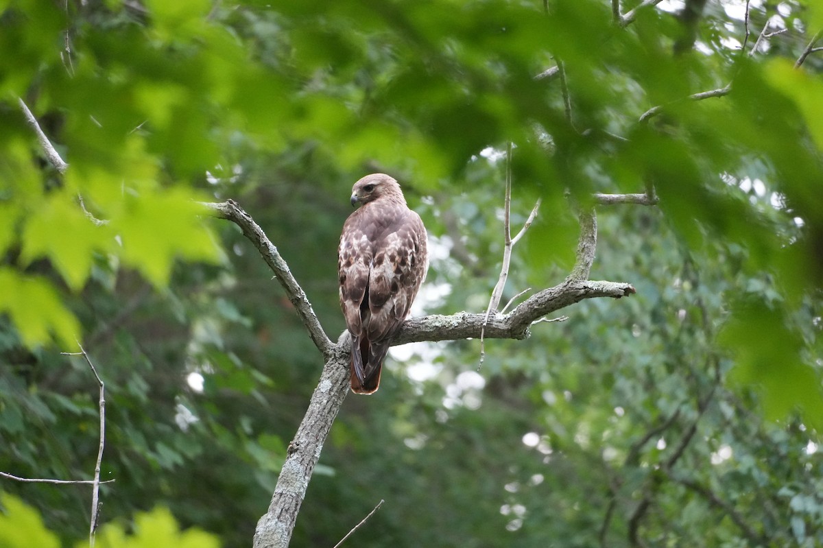 Red-tailed Hawk - ML621713884