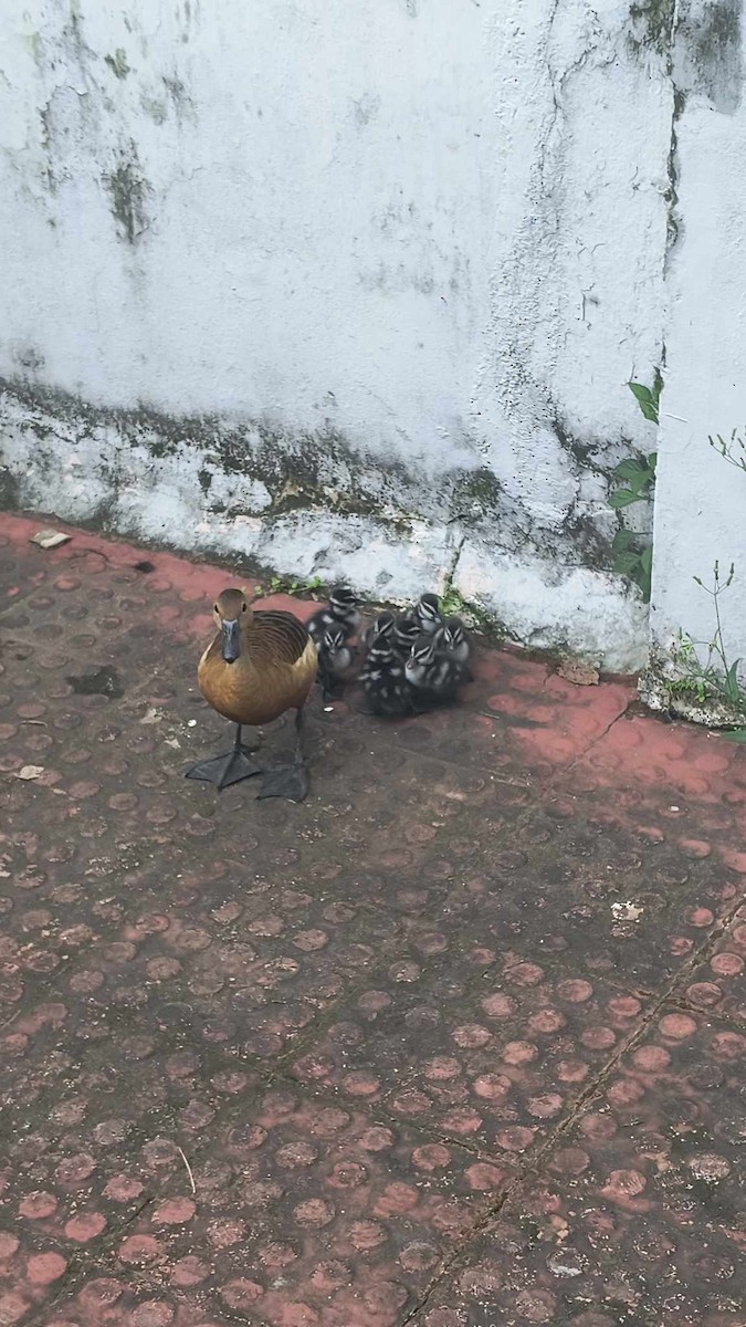 Lesser Whistling-Duck - ML621713954