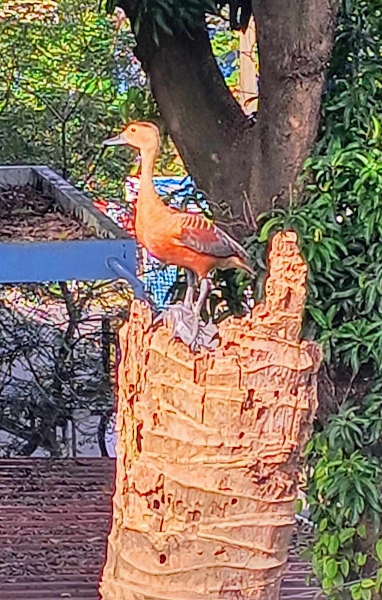 Lesser Whistling-Duck - ML621713956