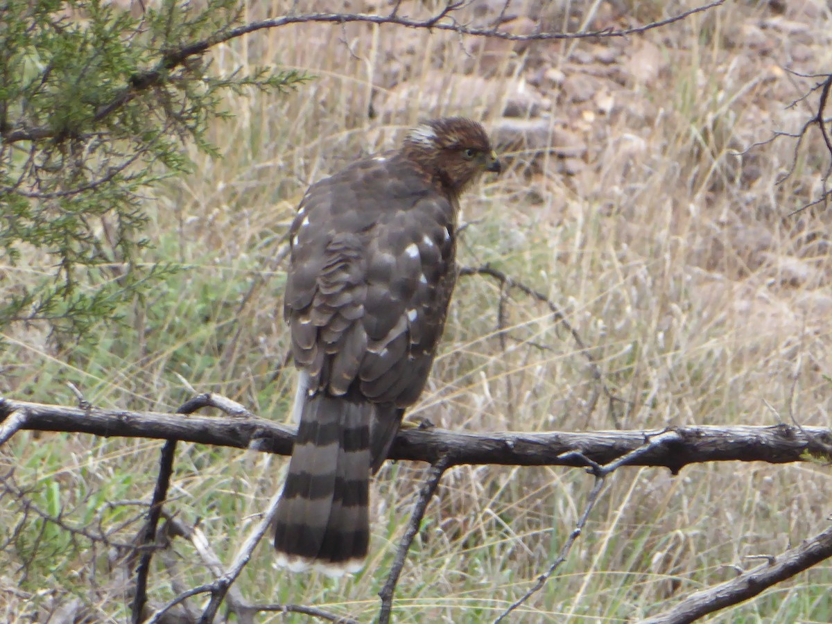 Cooper's Hawk - ML621714023