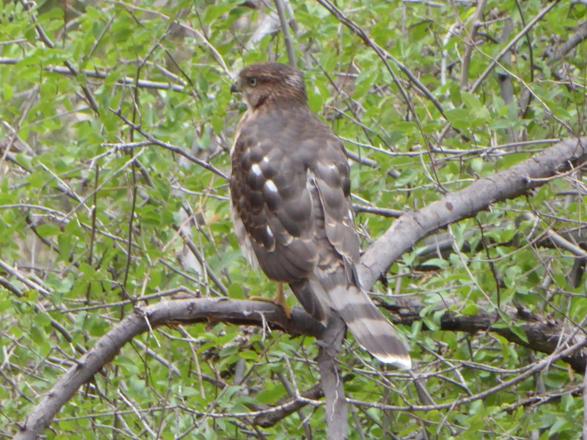 Cooper's Hawk - ML621714024