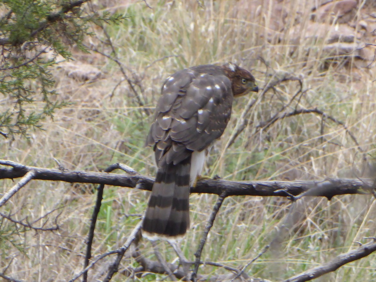 Cooper's Hawk - ML621714025