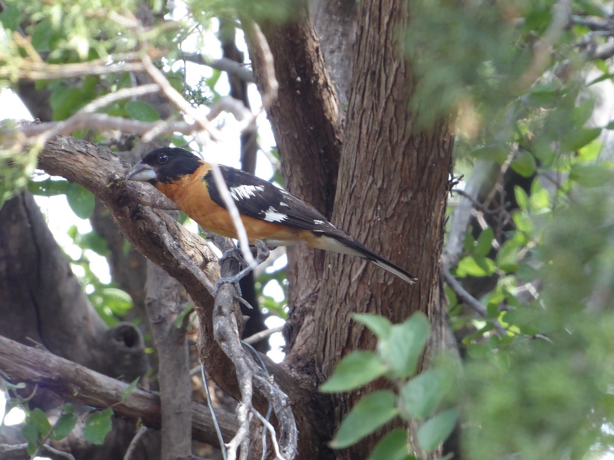 Black-headed Grosbeak - ML621714108