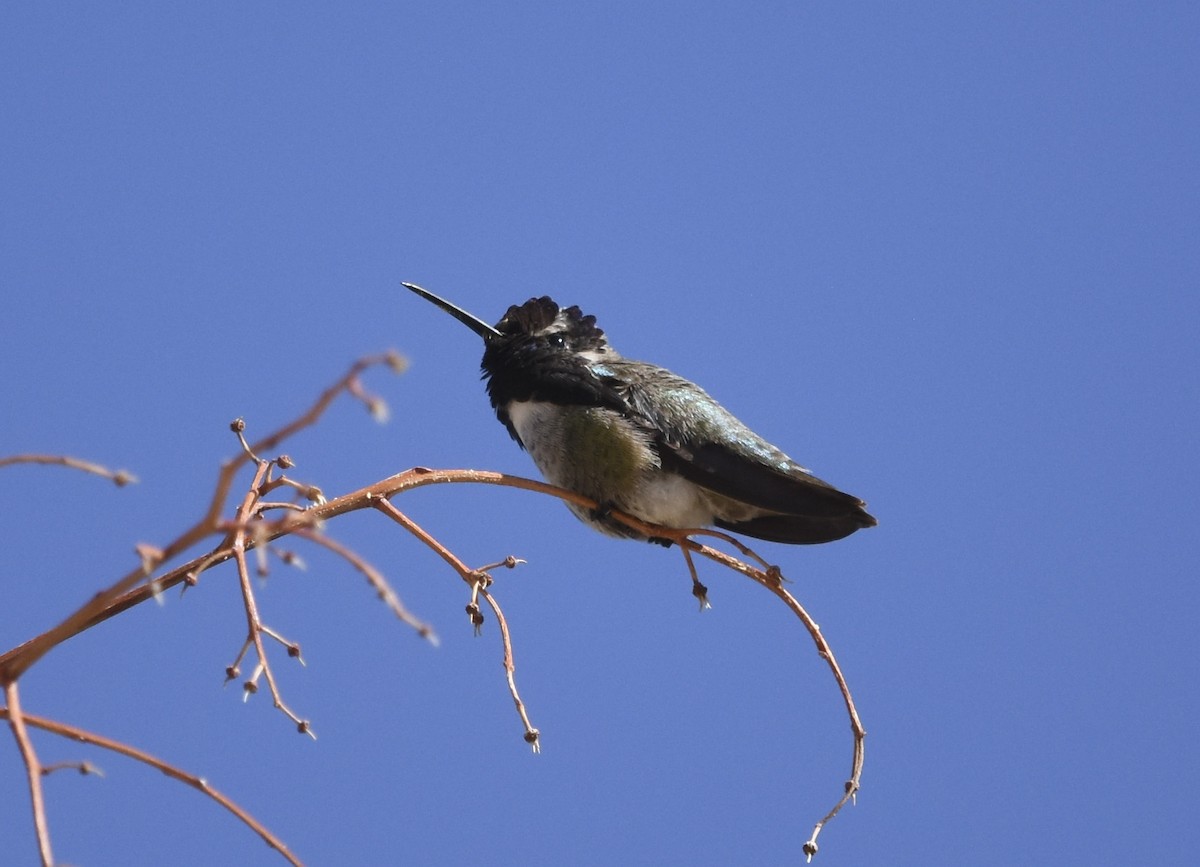 ørkenkolibri - ML621714265