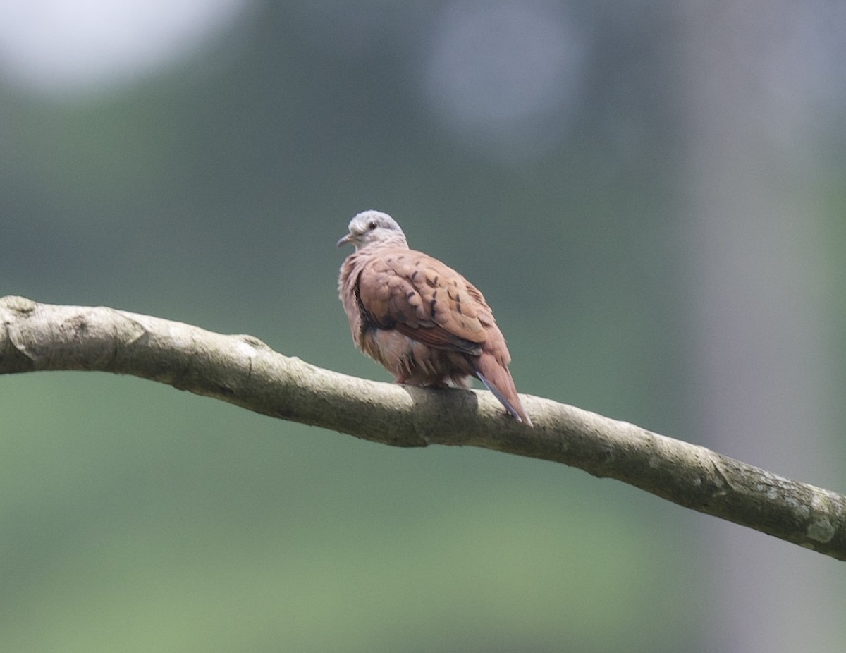 Ruddy Ground Dove - ML621714405