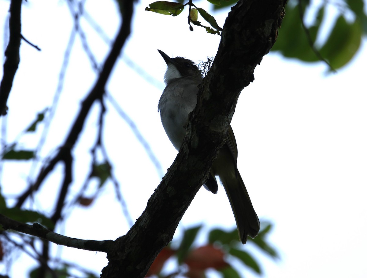 Cinereous Bulbul - ML621714446