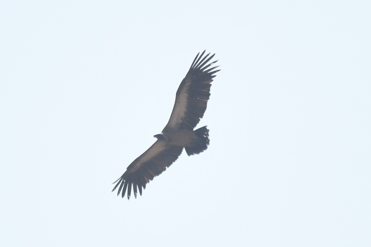 White-backed Vulture - Miguel Arribas Tiemblo