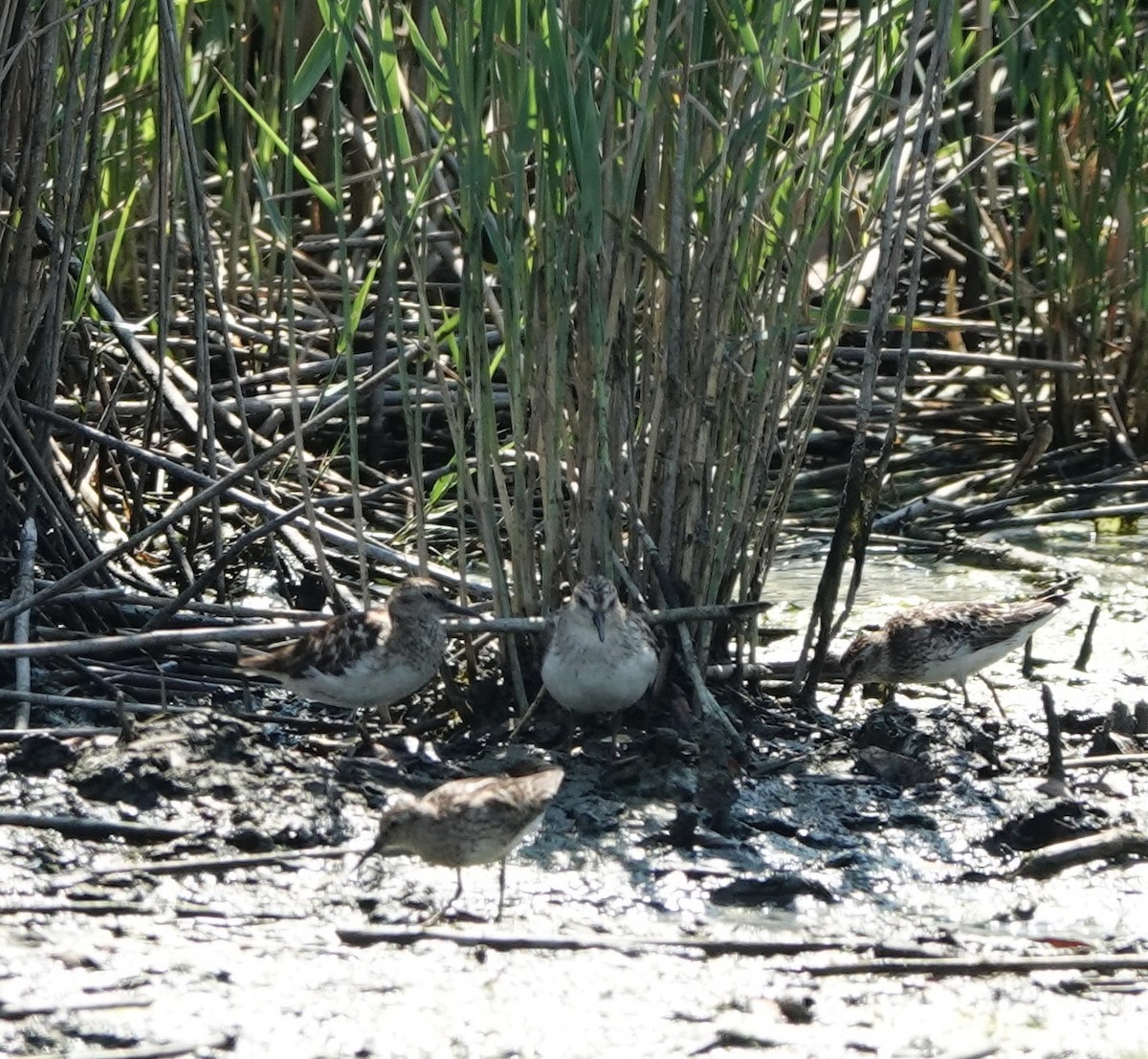 Txirri erdipalmatua - ML621714483