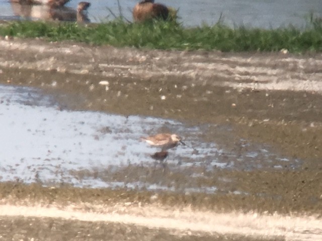 Red Knot - ML62171461