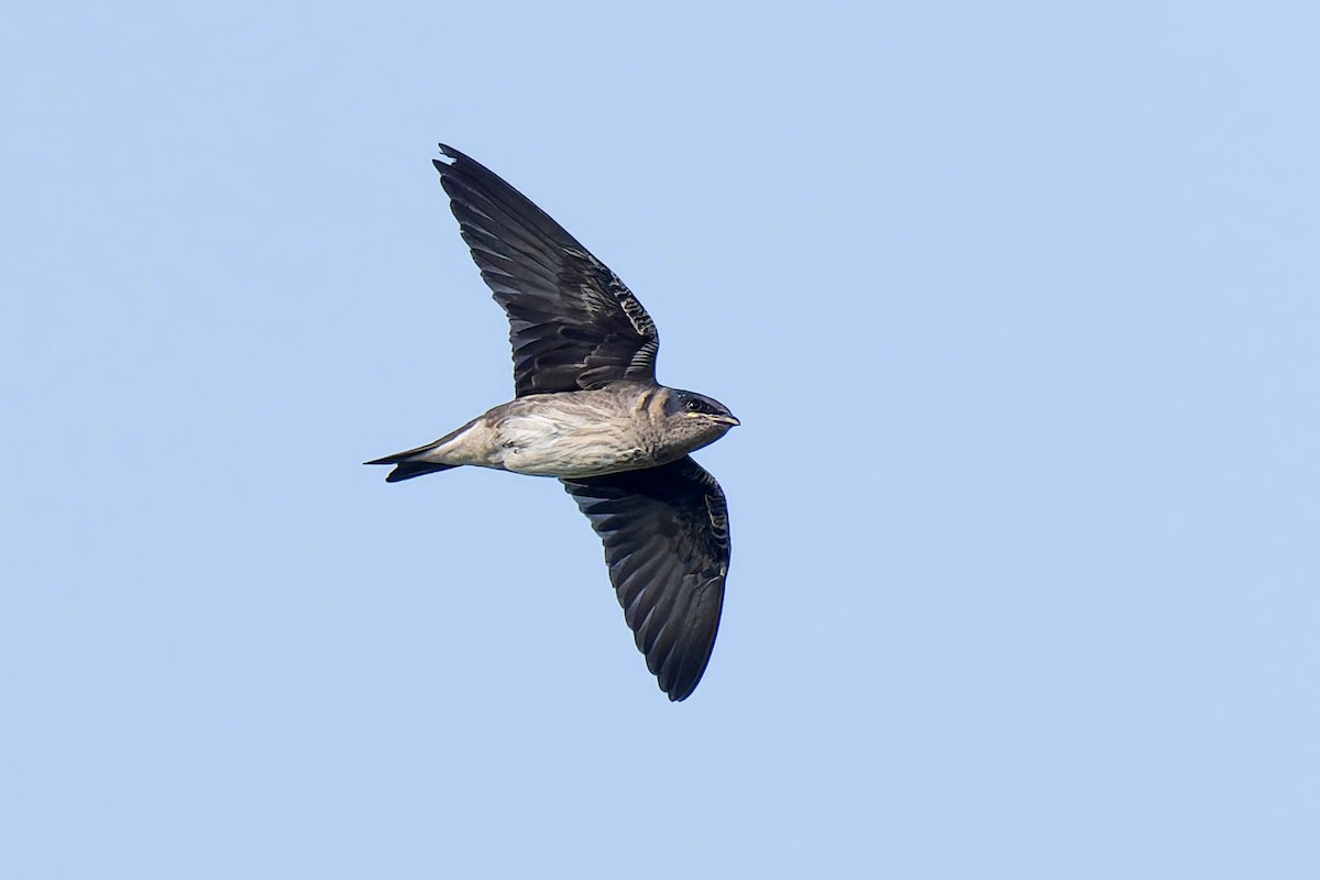 Purple Martin - ML621714722