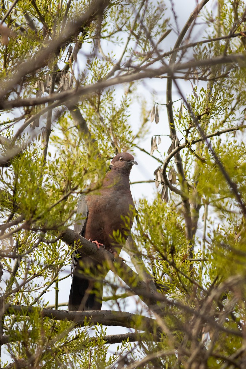 Chilean Pigeon - Ariel Cabrera Foix