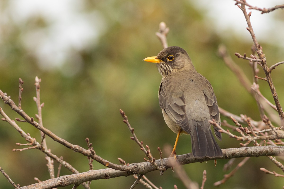Austral Thrush (Magellan) - Ariel Cabrera Foix