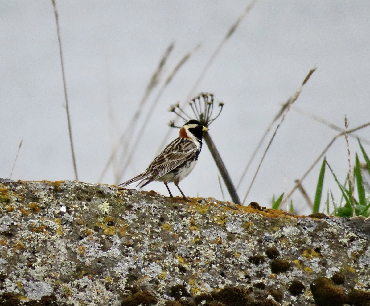 Lapland Longspur - ML621714907