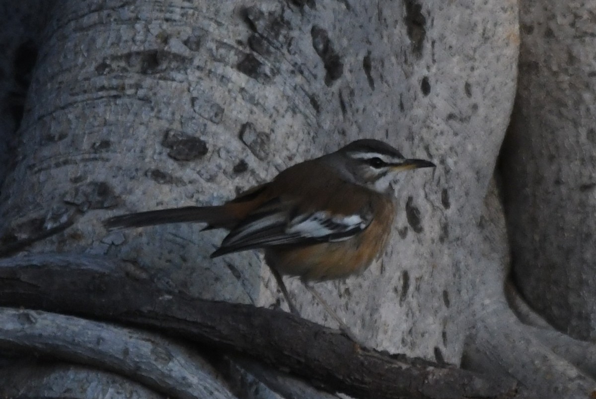 Red-backed Scrub-Robin - ML621714923