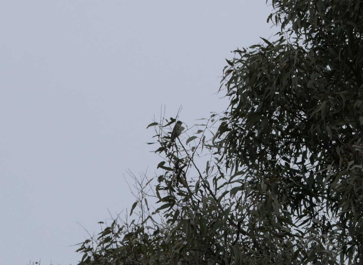 Eastern Wood-Pewee - ML621715002