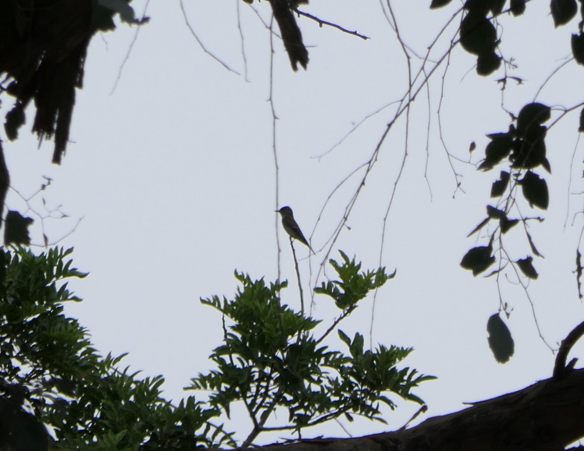 Eastern Wood-Pewee - ML621715003