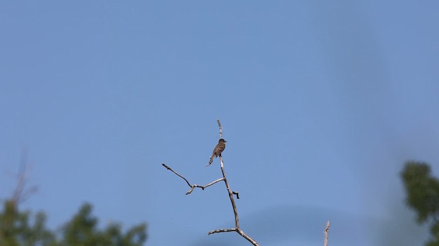 Willow Flycatcher - ML621715267