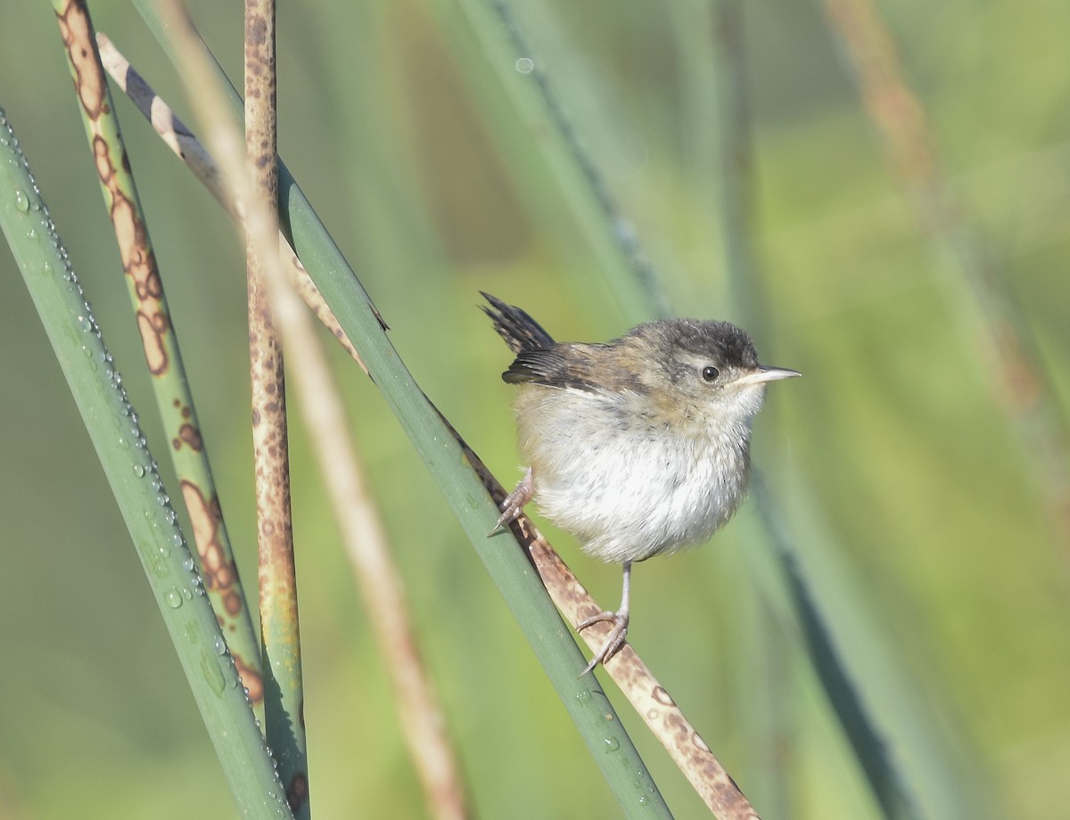 Marsh Wren - ML621715292