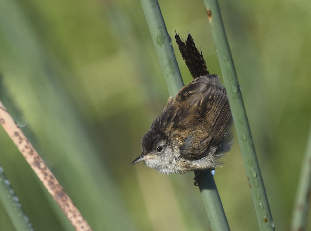 Marsh Wren - ML621715294