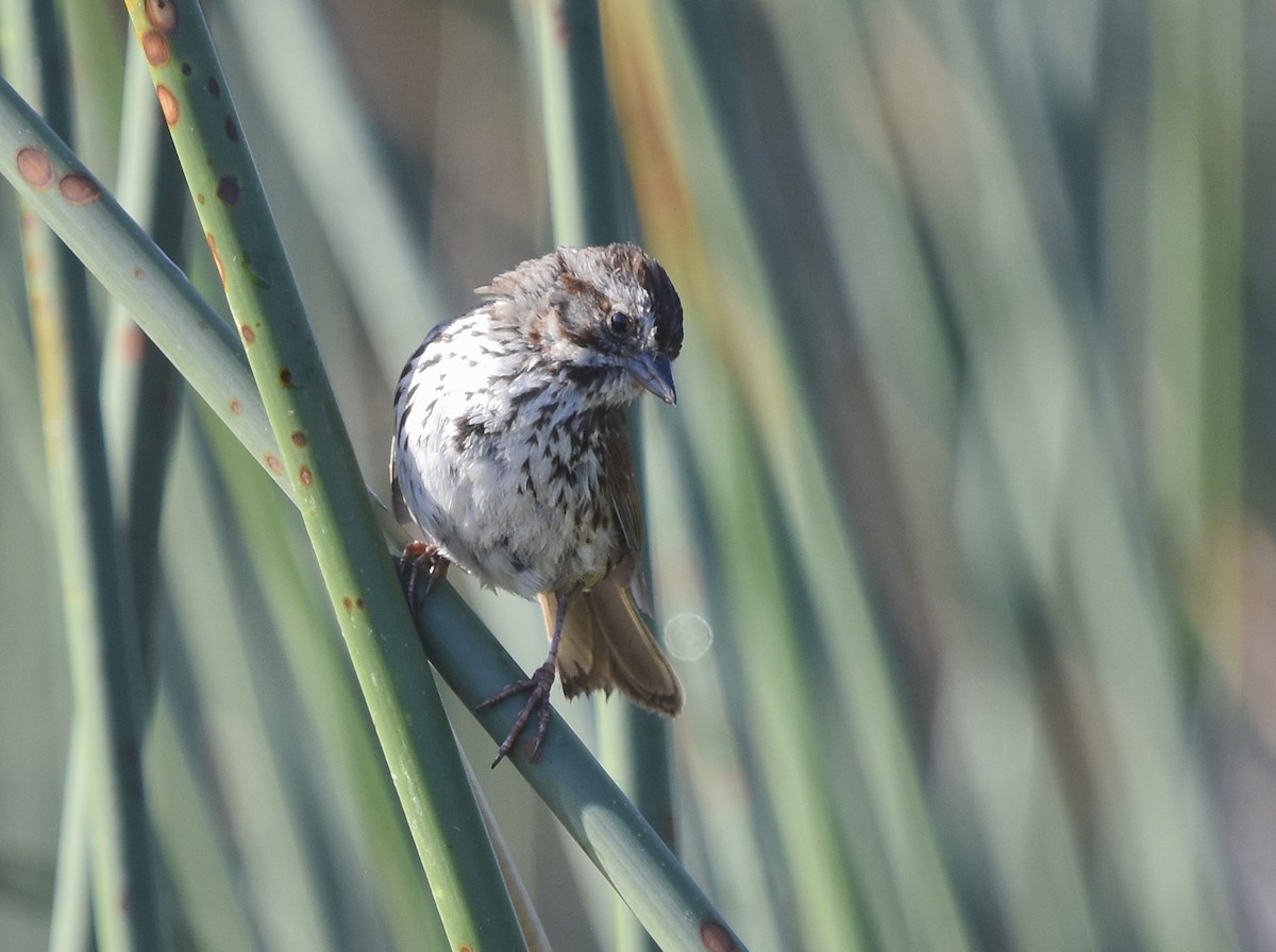 Song Sparrow - ML621715304