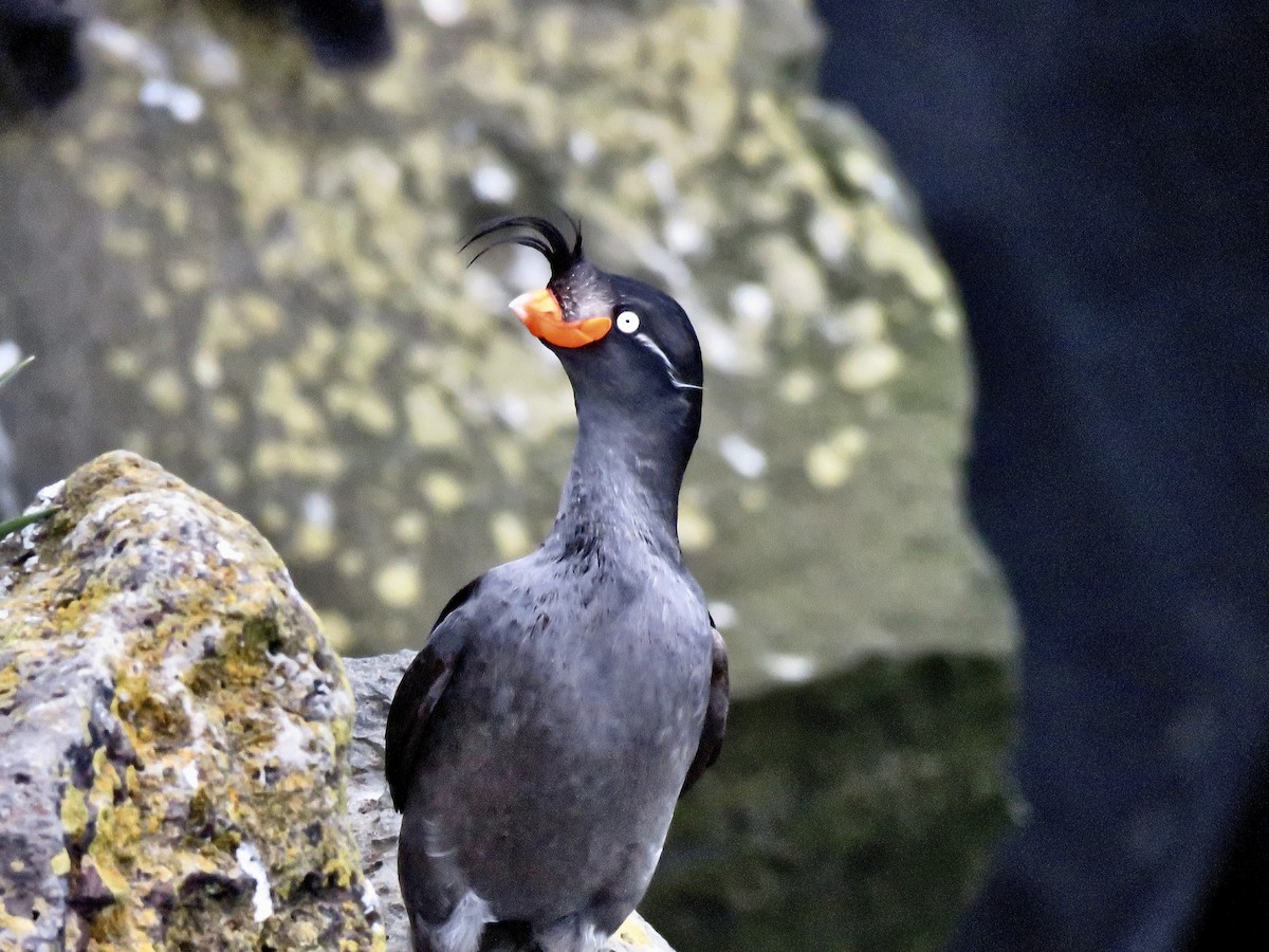 Crested Auklet - ML621715306