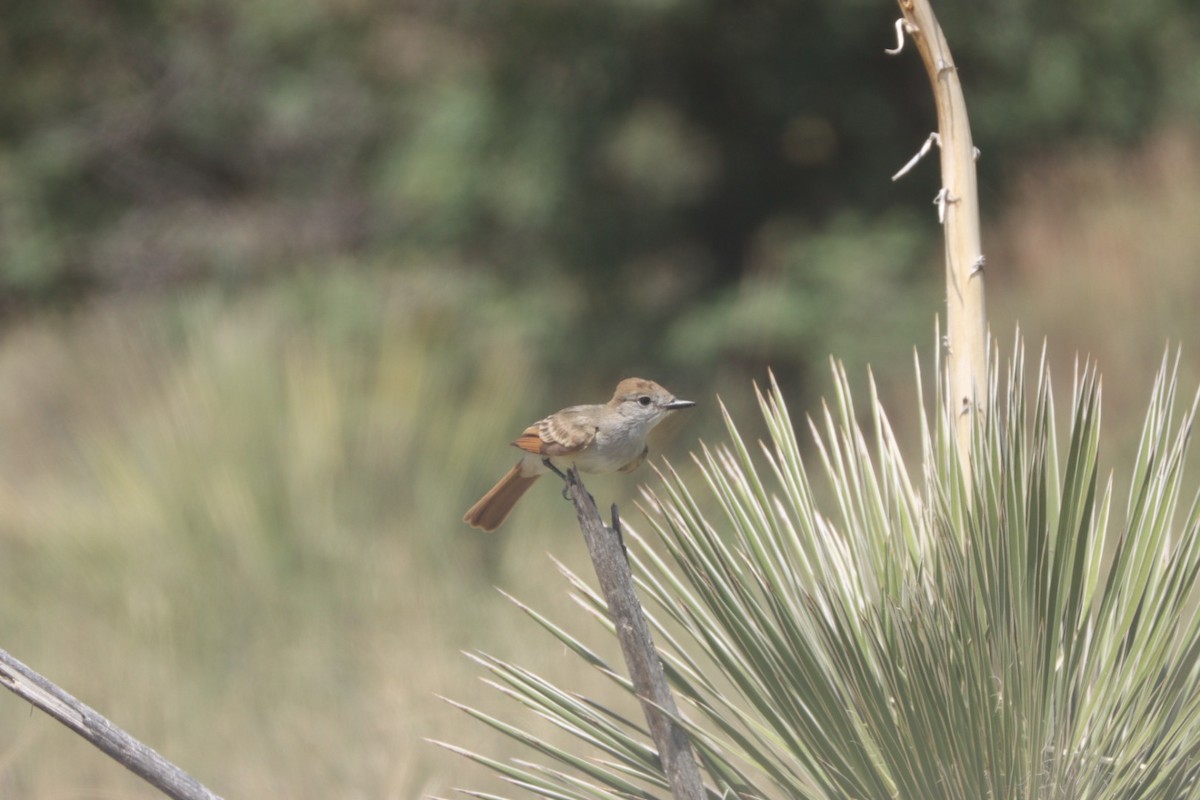 Ash-throated Flycatcher - ML621715314