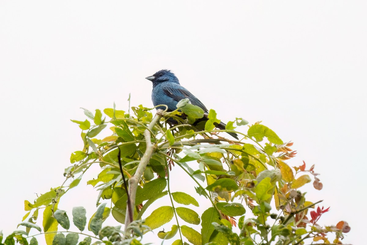 Indigo Bunting - Brian McGee