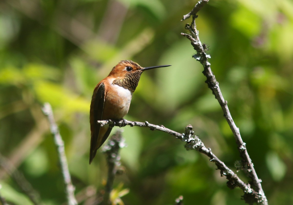 Rufous Hummingbird - ML621715436