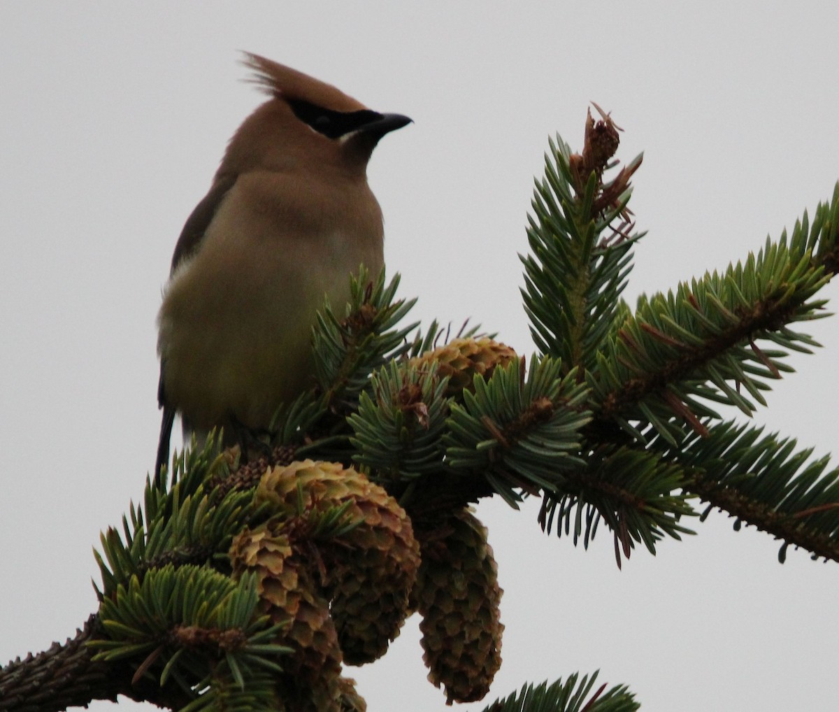 Cedar Waxwing - ML621715437