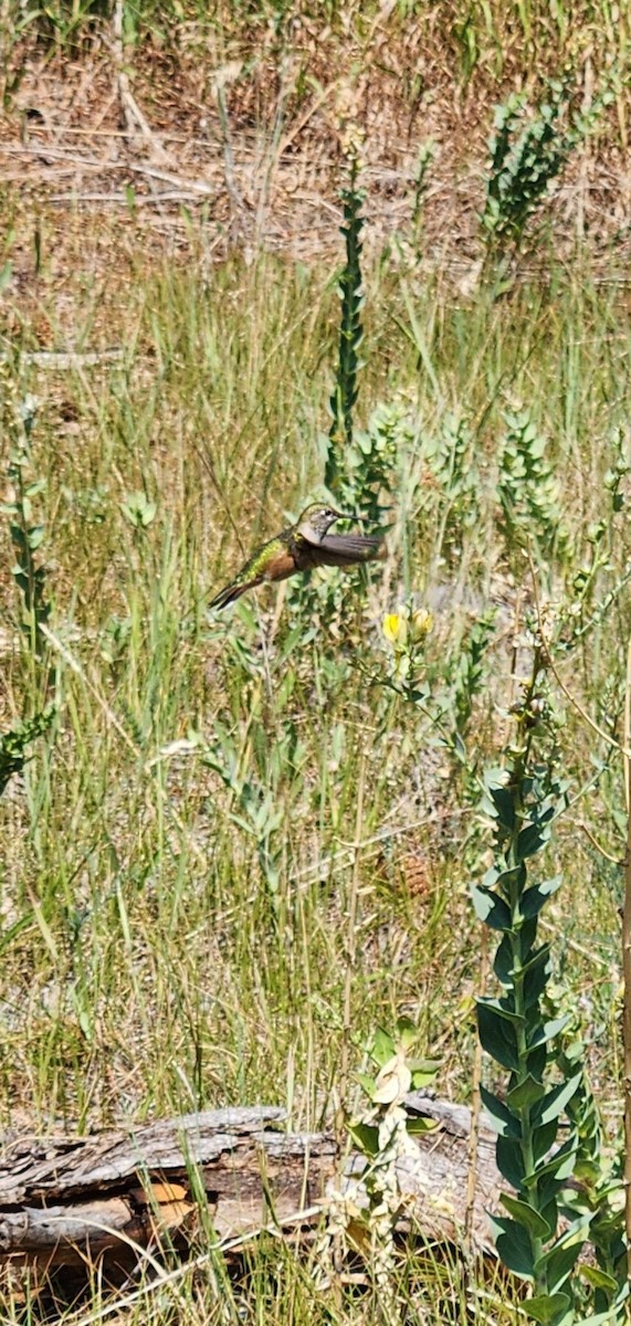 Broad-tailed Hummingbird - Emily S