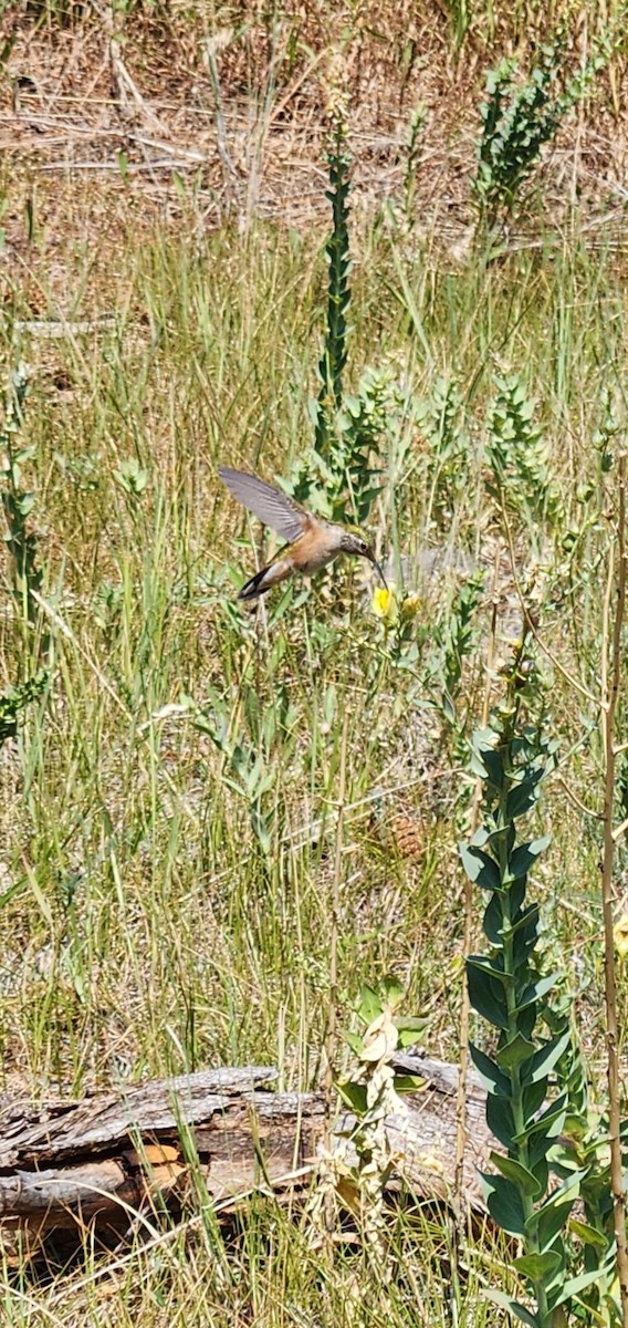 Broad-tailed Hummingbird - ML621715456