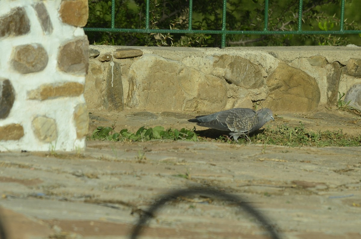 Spot-winged Pigeon (albipennis) - ML621715505