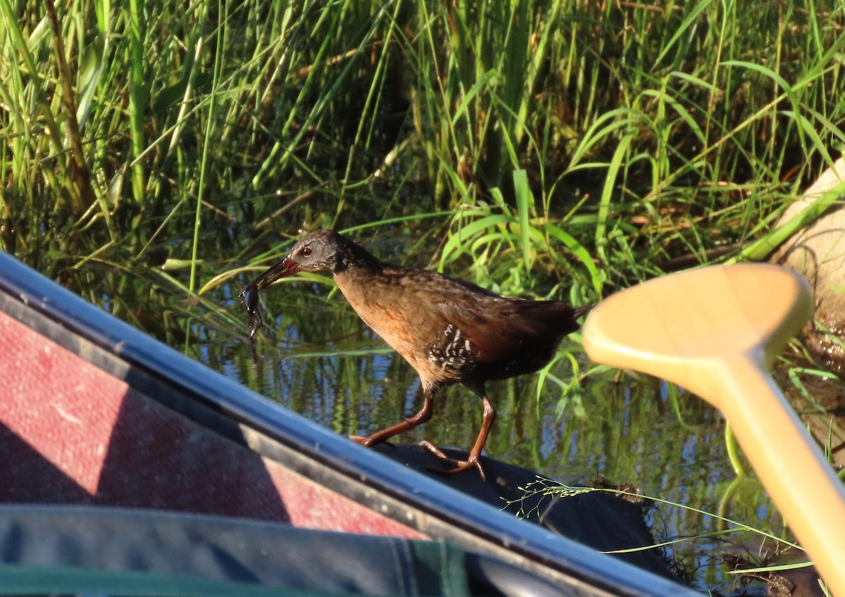 Virginia Rail - ML621715597