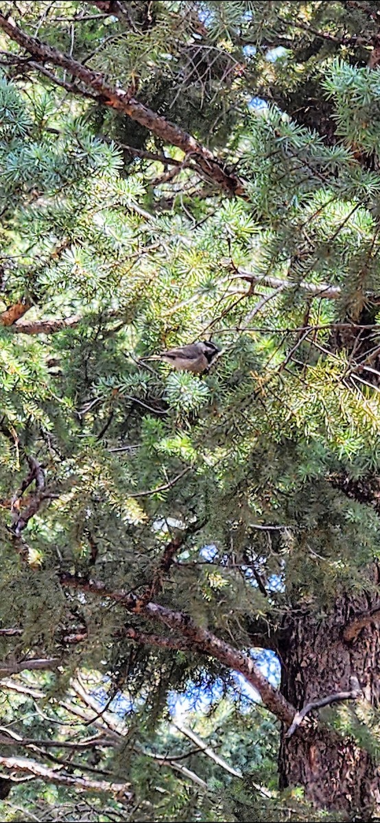 Mountain Chickadee - ML621715604