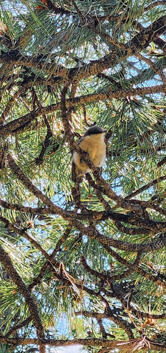 Pygmy Nuthatch - Emily S