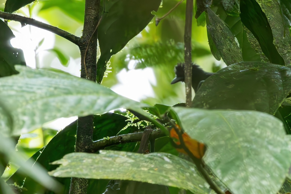 White-shouldered Antshrike - ML621715651