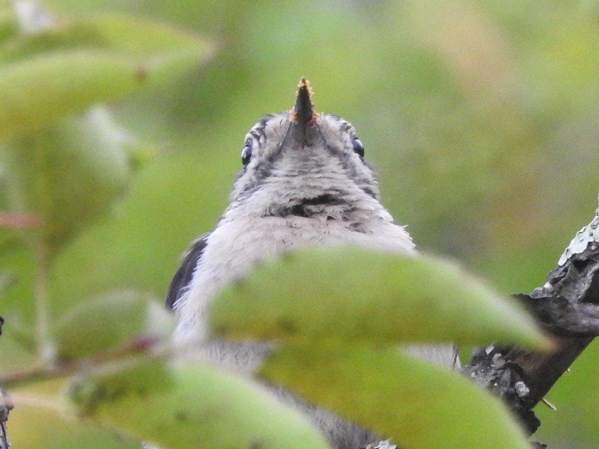 Downy Woodpecker - ML621715682