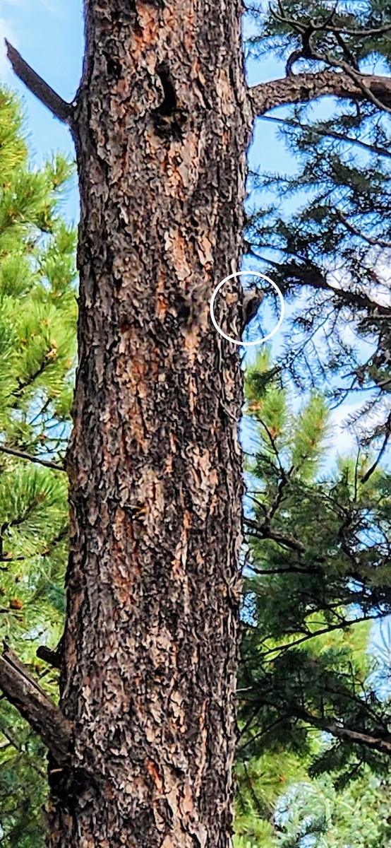 Brown Creeper - ML621715704