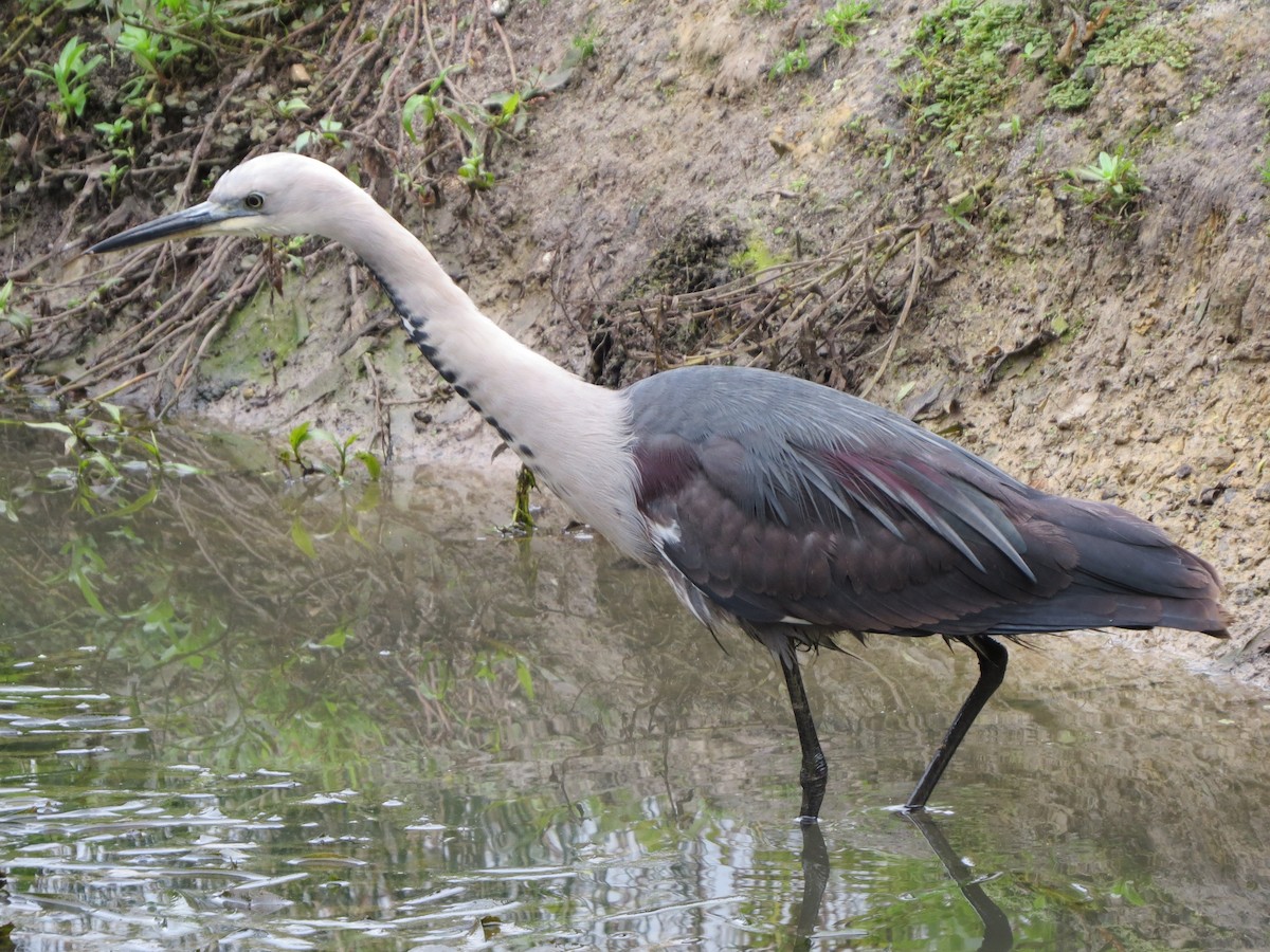 Pacific Heron - ML62171571