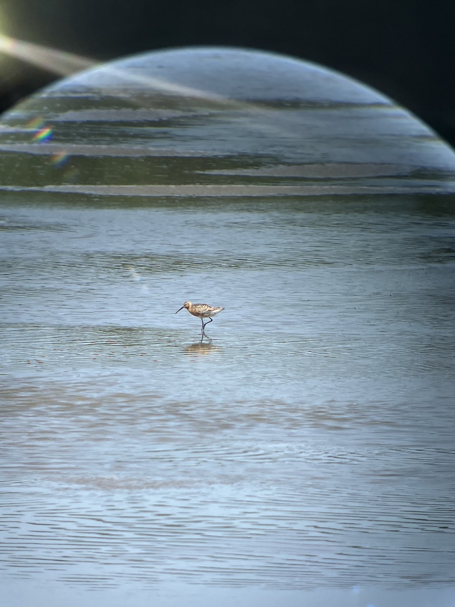 Curlew Sandpiper - ML621715746