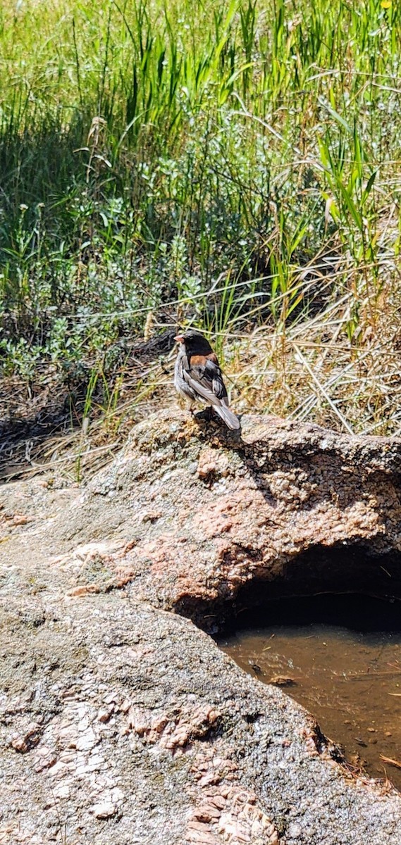 Dark-eyed Junco - ML621715747