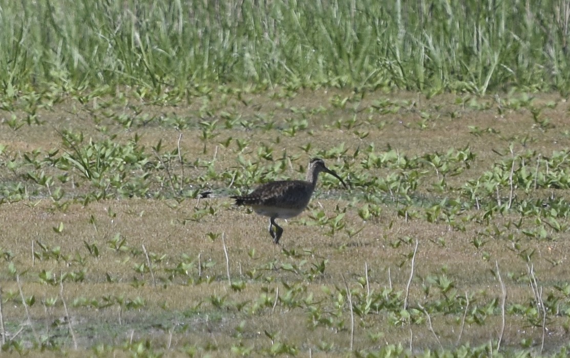 Regenbrachvogel - ML621715843