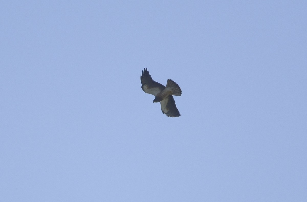 Swainson's Hawk - ML621715855