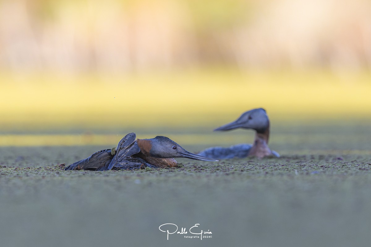 Great Grebe - ML621715979