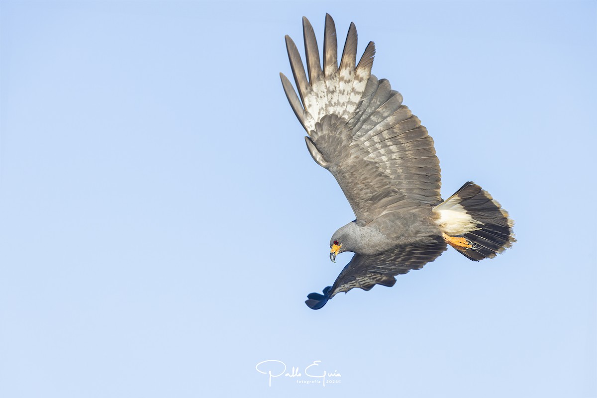 Snail Kite - ML621716017